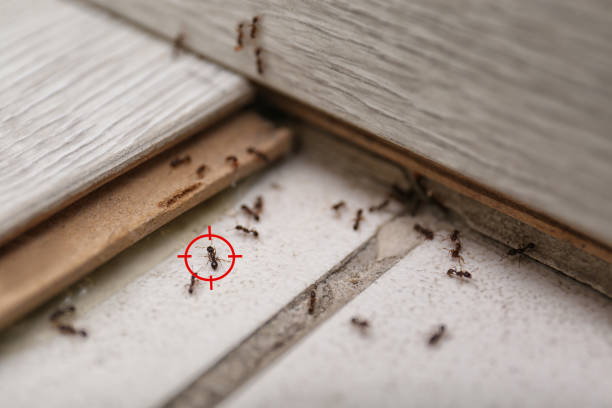 Best Pest Inspection Near Me  in Dodson Branch, TN