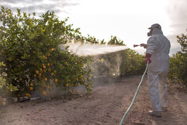Insect Control in Dodson Branch, TN
