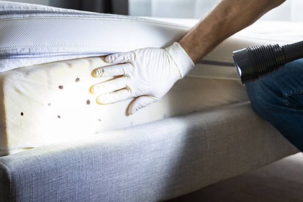 Best Rat Extermination Near Me  in Dodson Branch, TN