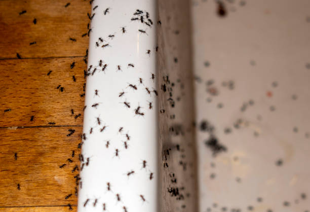 Best Commercial Pest Control Services  in Dodson Branch, TN