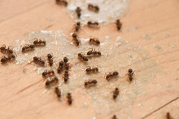 Best Pest Inspection Near Me  in Dodson Branch, TN