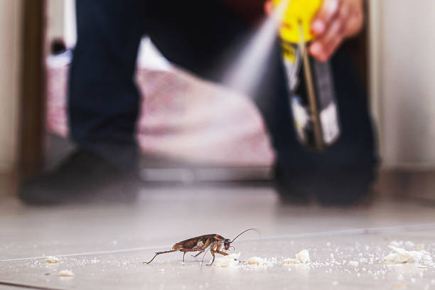 Best Bed Bug Extermination  in Dodson Branch, TN