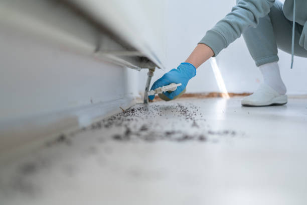 Best Ant Control Services  in Dodson Branch, TN